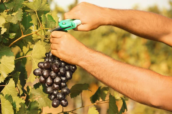 Kilka Cięcia Człowiek Świeżych Dojrzałych Winogron Soczyste Obrabiarka Zbliżenie — Zdjęcie stockowe