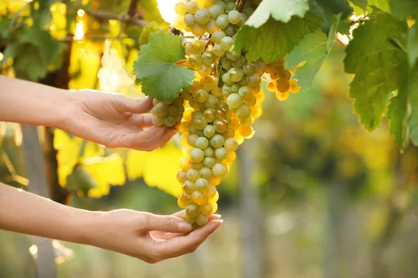 Femme Cueillette Raisins Frais Juteux Mûrs Dans Vignoble Gros Plan — Photo