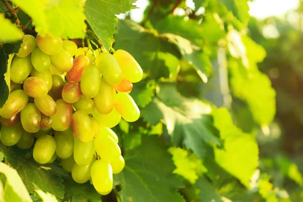 Fresh Ripe Juicy Grapes Growing Branch Vineyard — Stock Photo, Image