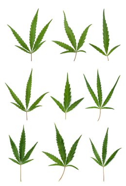 Beyaz arkaplanda yeşil kenevir yaprakları ile ayarlandı