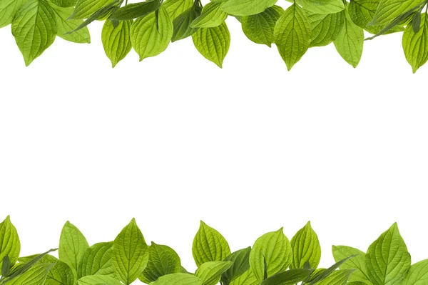 신선한 녹색의 프레임 바탕에 디자인을 나뭇잎 — 스톡 사진