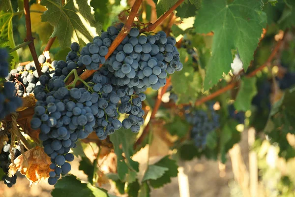 Racimos Uvas Que Crecen Viñedo Día Soleado Producción Vino — Foto de Stock