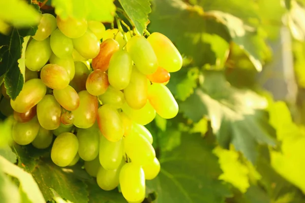 Fresh Ripe Juicy Grapes Growing Branch Vineyard — Stock Photo, Image