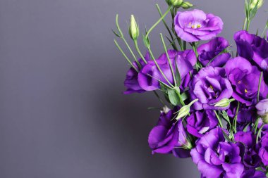 Mor eustoma çiçek ve renk arka plan üzerinde metin için yer güzel buket