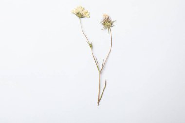 Beyaz arka planda kurumuş çayır çiçeği, üst manzara.