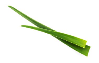 Aloe Vera beyaz arkaplanda ayrılıyor