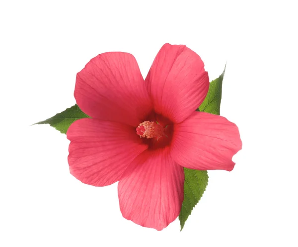 Vackra Tropiska Hibiskus Blomma Med Blad Vit Bakgrund — Stockfoto