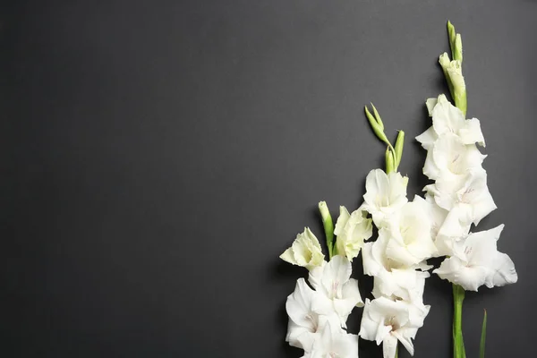 Composición Plana Con Hermosas Flores Gladiolo Sobre Fondo Oscuro — Foto de Stock