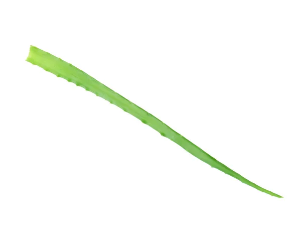 Aloe Vera Blatt Auf Weißem Hintergrund — Stockfoto