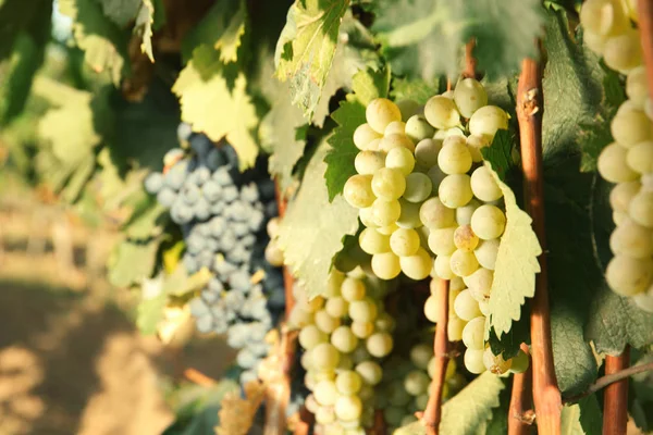 Bando Uvas Crescer Vinha Dia Ensolarado Produção Vinho — Fotografia de Stock