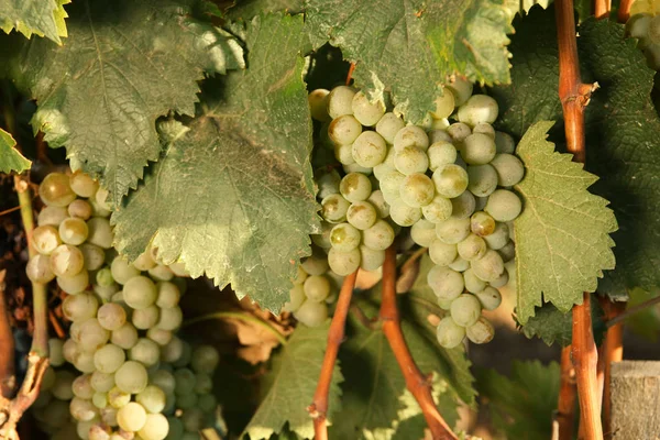 Racimos Uvas Que Crecen Viñedo Día Soleado Producción Vino — Foto de Stock