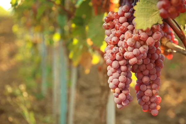 Bando Uvas Crescer Vinha Dia Ensolarado Produção Vinho — Fotografia de Stock