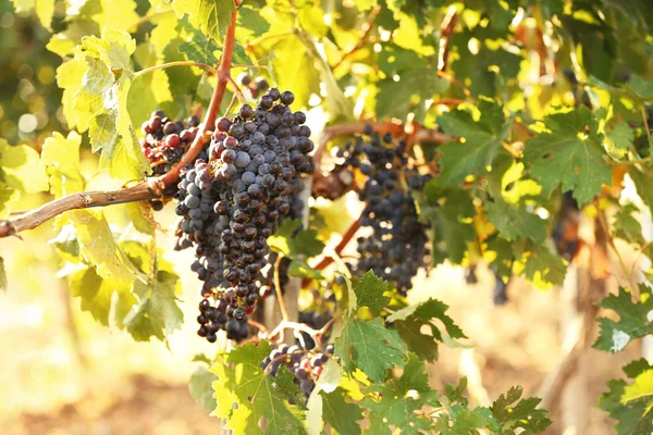 Uvas Frescas Maduras Suculentas Que Crescem Ramos Vinha — Fotografia de Stock