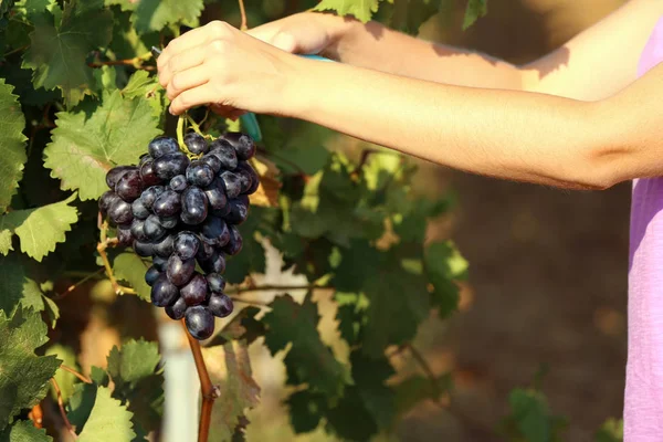 Donna Taglio Grappolo Uva Fresca Matura Succosa Con Potatore Primo — Foto Stock