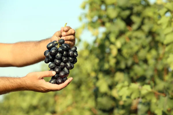 Uomo Azienda Grappolo Uva Fresca Matura Succosa Vigna Primo Piano — Foto Stock