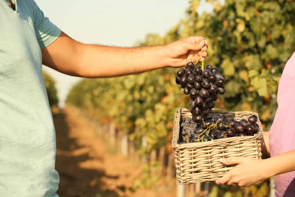 Bauern Setzen Frische Reife Saftige Trauben Korb Weinberg Nahaufnahme — Stockfoto