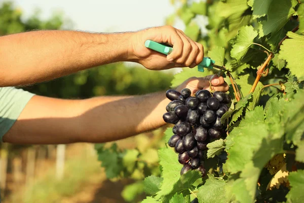 Uomo Taglio Grappolo Uva Fresca Matura Succosa Con Potatore Primo — Foto Stock