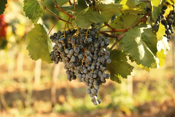 Uvas Frescas Maduras Suculentas Que Crescem Ramos Vinha — Fotografia de Stock