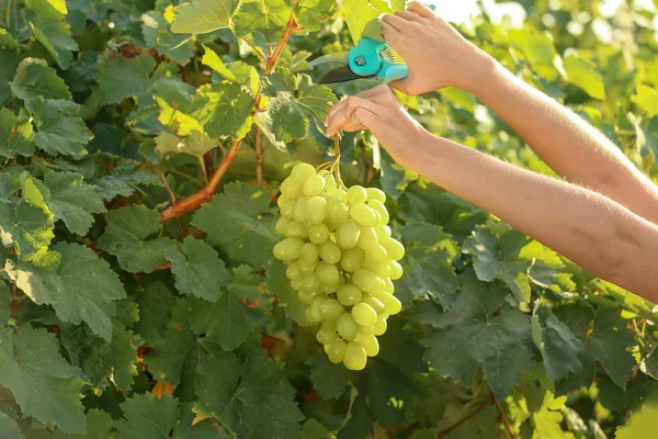 Kvinna Styckning Massa Färska Mogna Saftiga Druvor Med Sekatör Närbild — Stockfoto