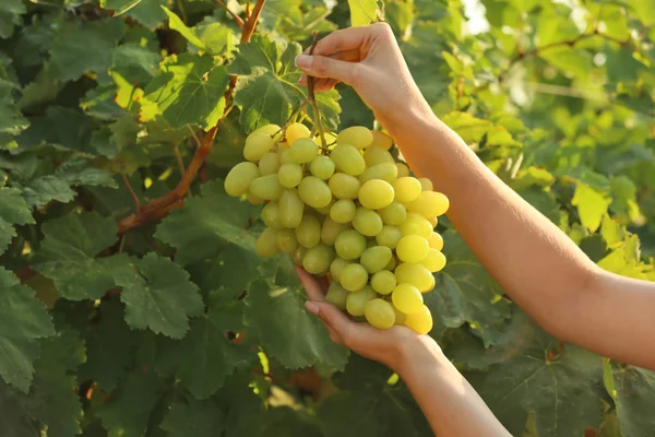 Mulher Segurando Monte Uvas Frescas Maduras Suculentas Vinha Close — Fotografia de Stock