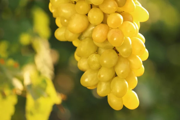 Bunch Fresh Ripe Juicy Grapes Blurred Background — Stock Photo, Image