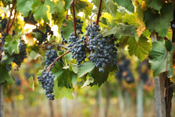 Świeżych Dojrzałych Winogron Soczyste Rośnie Gałęziach Winnicy — Zdjęcie stockowe