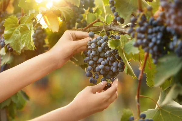 Mulher Colhendo Uvas Frescas Maduras Suculentas Vinha Close — Fotografia de Stock