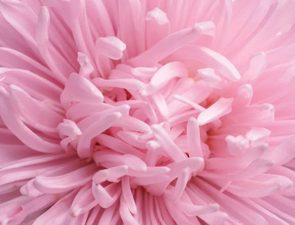 Gyönyörű Aster Virág Háttereként Vértes Megtekintése — Stock Fotó