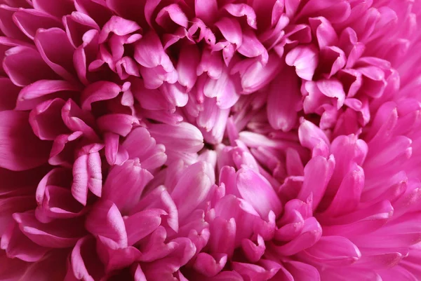 Gyönyörű Aster Virág Háttereként Vértes Megtekintése — Stock Fotó