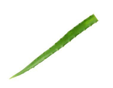 beyaz zemin üzerinde aloe vera yaprağı