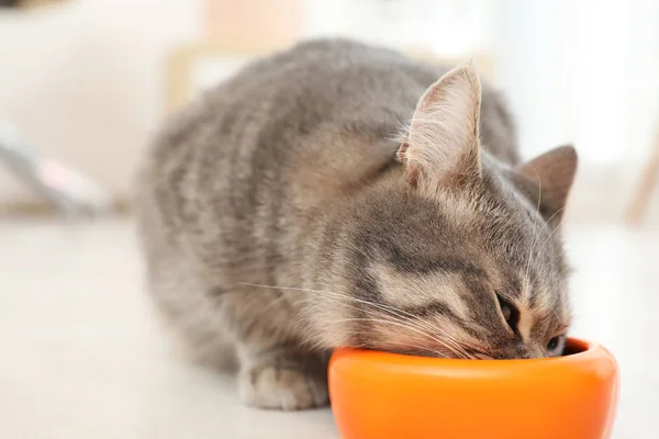 Entzückende Katze Der Nähe Von Futterschüsseln Haus Haustierpflege — Stockfoto