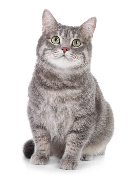 白色背景下的灰斑猫的肖像 可爱的宠物 — 图库照片