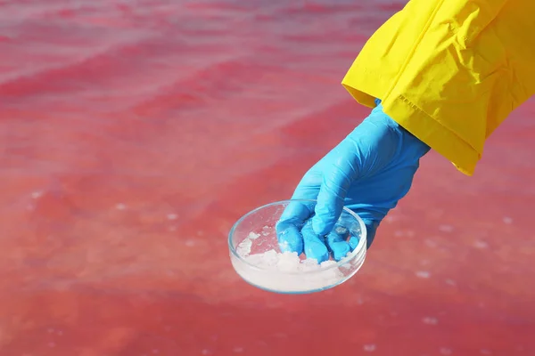 Laboratory Worker Petri Dish Taking Sample Pink Lake Analysis Closeup — Stock Photo, Image