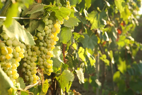 Racimos Uvas Que Crecen Viñedo Día Soleado Producción Vino — Foto de Stock