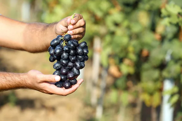 Mann Hält Trauben Von Frischen Reifen Saftigen Trauben Weinberg Nahaufnahme — Stockfoto