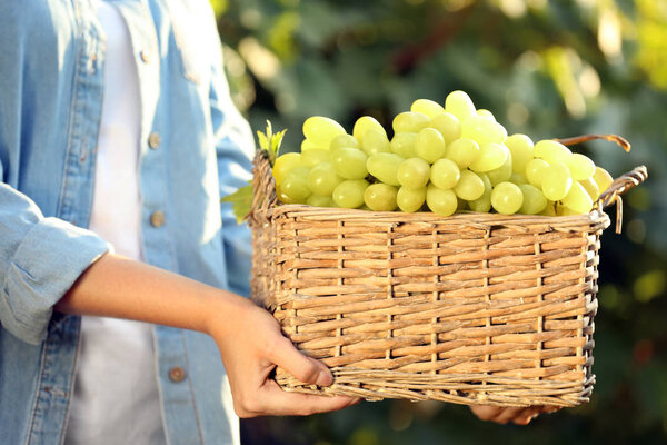 Woman holding basket with fresh ripe juicy grapes in vineyard, closeup