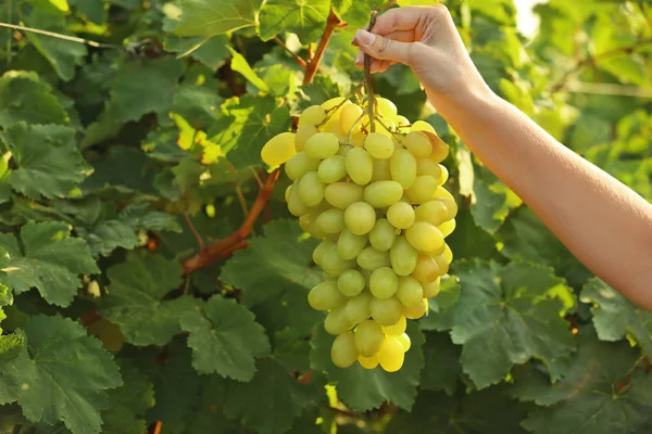 Kobieta Trzyma Kilka Świeżych Dojrzałych Winogron Soczysty Winnicy Zbliżenie — Zdjęcie stockowe