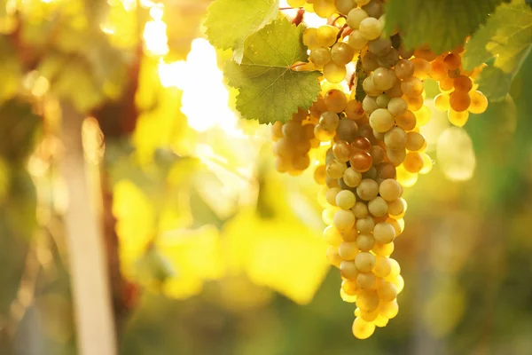 Bando Uvas Frescas Maduras Suculentas Contra Fundo Desfocado — Fotografia de Stock