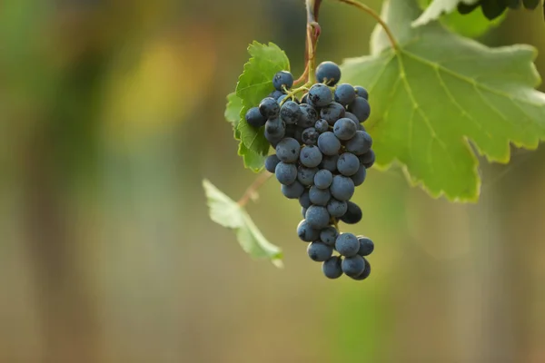 Ramo Uvas Jugosas Frescas Maduras Sobre Fondo Borroso — Foto de Stock