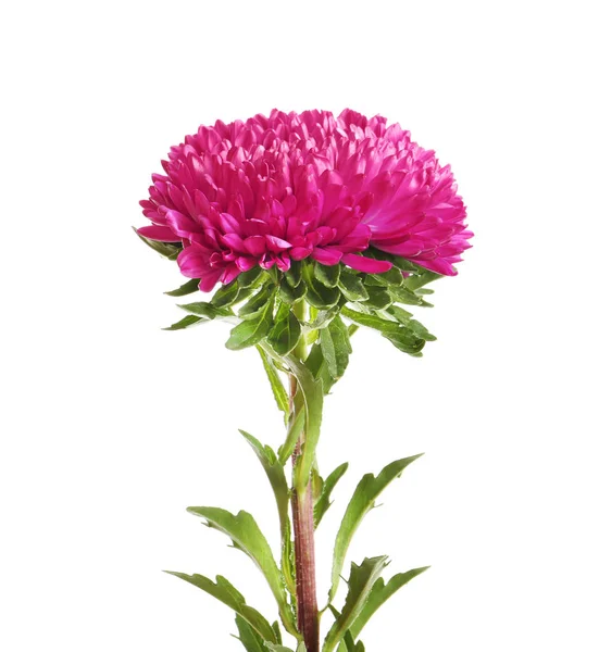 Vacker Ljus Aster Blomma Vit Bakgrund — Stockfoto