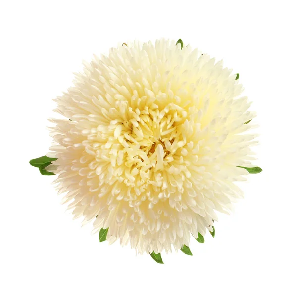 Bela Flor Astral Brilhante Fundo Branco Vista Superior — Fotografia de Stock