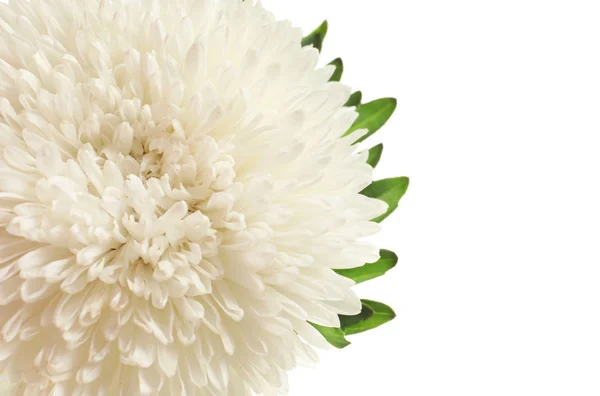 Bela Flor Astral Brilhante Fundo Branco Vista Superior — Fotografia de Stock