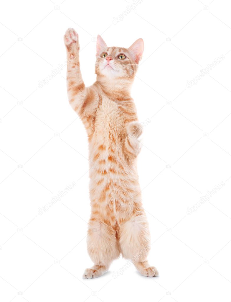 Adorable yellow tabby cat on white background