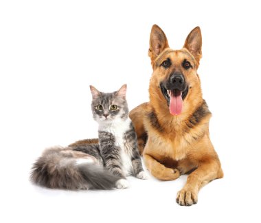 Şirin kedi ve köpek beyaz arka plan üzerinde birlikte. En iyi dostlar