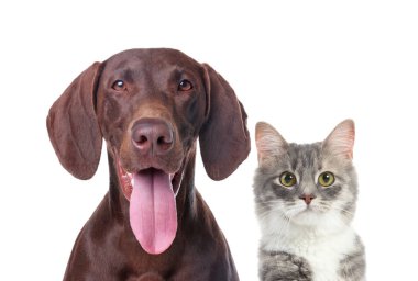 Portre sevimli kedi ve köpek beyaz arka plan üzerinde. En iyi dostlar