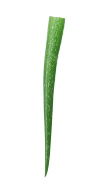 beyaz zemin üzerinde aloe vera yaprağı