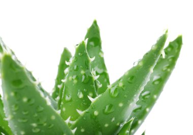 Aloe vera yapraklarda beyaz arka plan, portre
