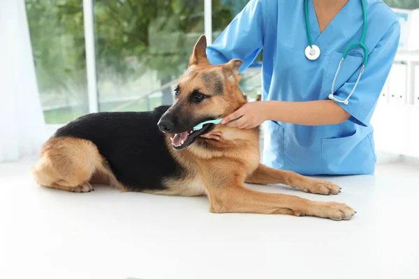Doctor cleaning dog's teeth with toothbrush indoors. Pet care