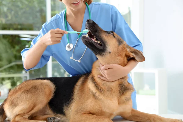 Doctor Cleaning Dog Teeth Toothbrush Indoors Pet Care — Stock Photo, Image