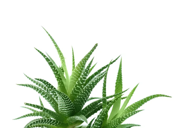 Aloe Vera Zöld Levelek Fehér Háttér — Stock Fotó